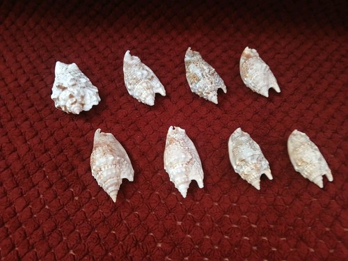 Strombus bulla shells very - strombus,