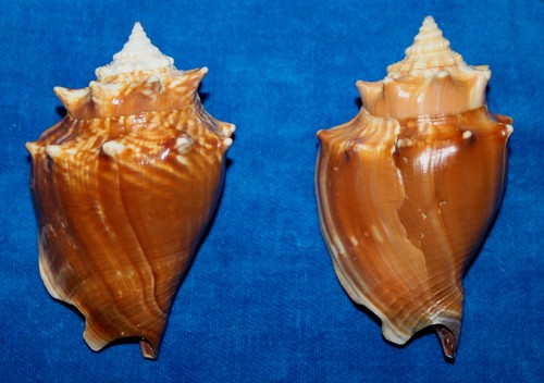 Seashell strombus alatus - 2, pc.