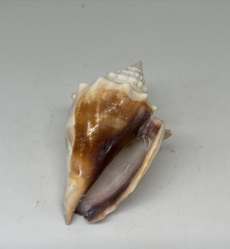 Shell strombus pugilis - pugilis, west