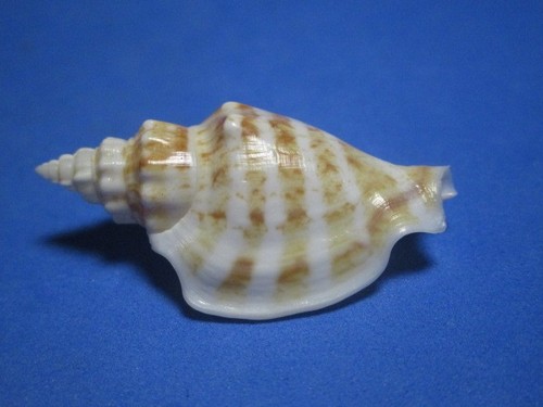 Strombus dolomena variabilis - strombus,