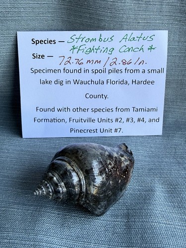 Rare fossilized fighting - fossilized, conch