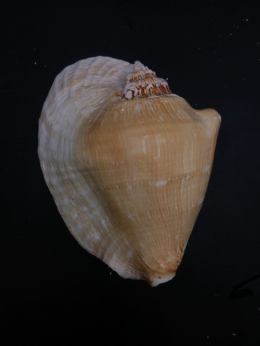 Strombus latissimus 141mm sea