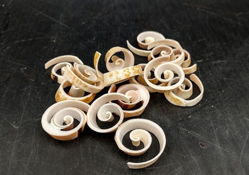 Swirl cut strombus - cut, seashell