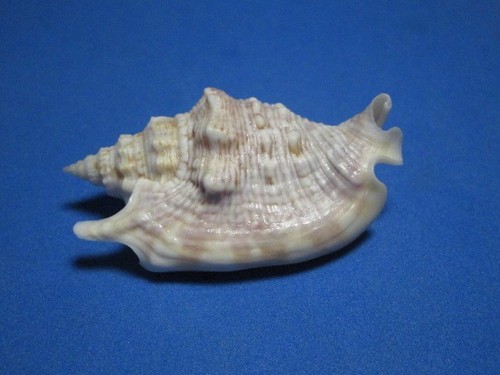 Strombus aurisdianae linnaeus - strombus,